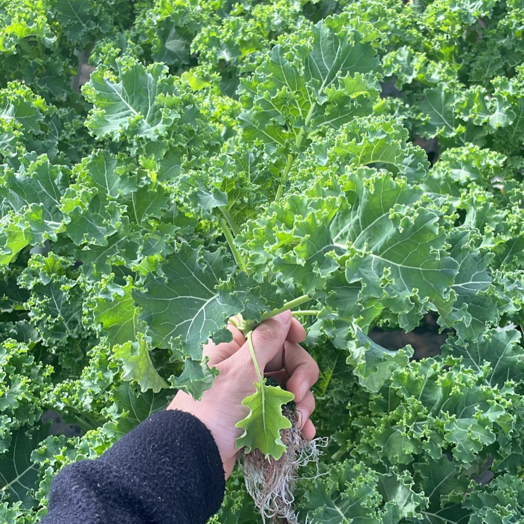 Kale