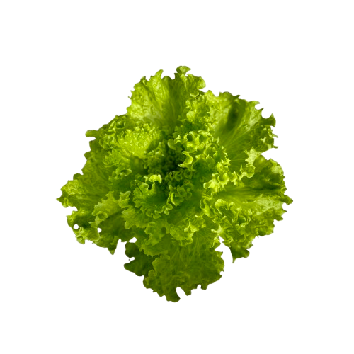 Lechuga Crespa