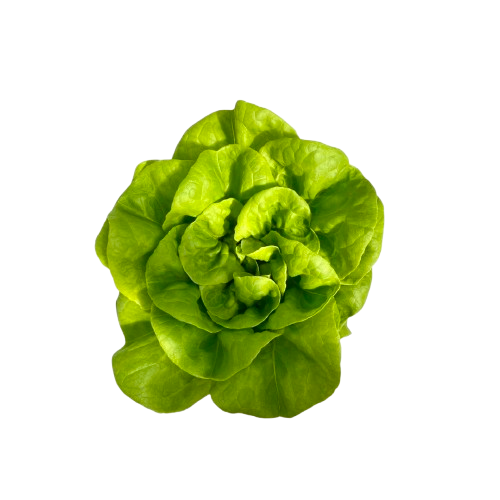 Lechuga Mantecosa